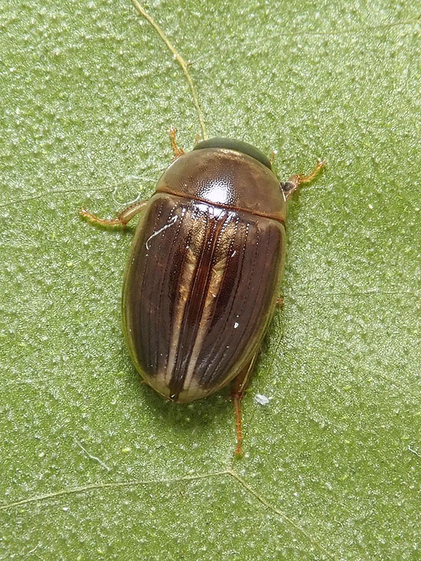 Hydrophilidae: forse Cercyon laminatus? Sì.